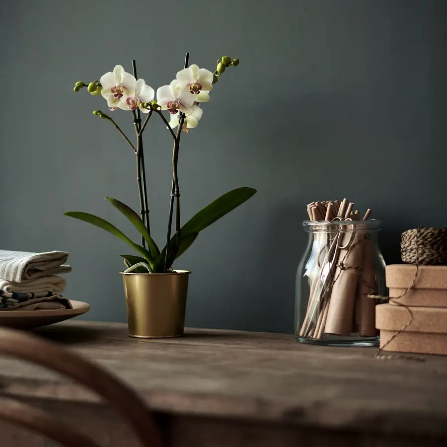 daidai-plant-pot-brass-colour__0768645_pe754523_s5.webp